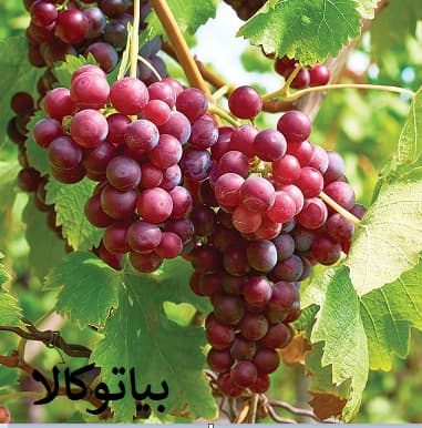 نهال انگور قرمز